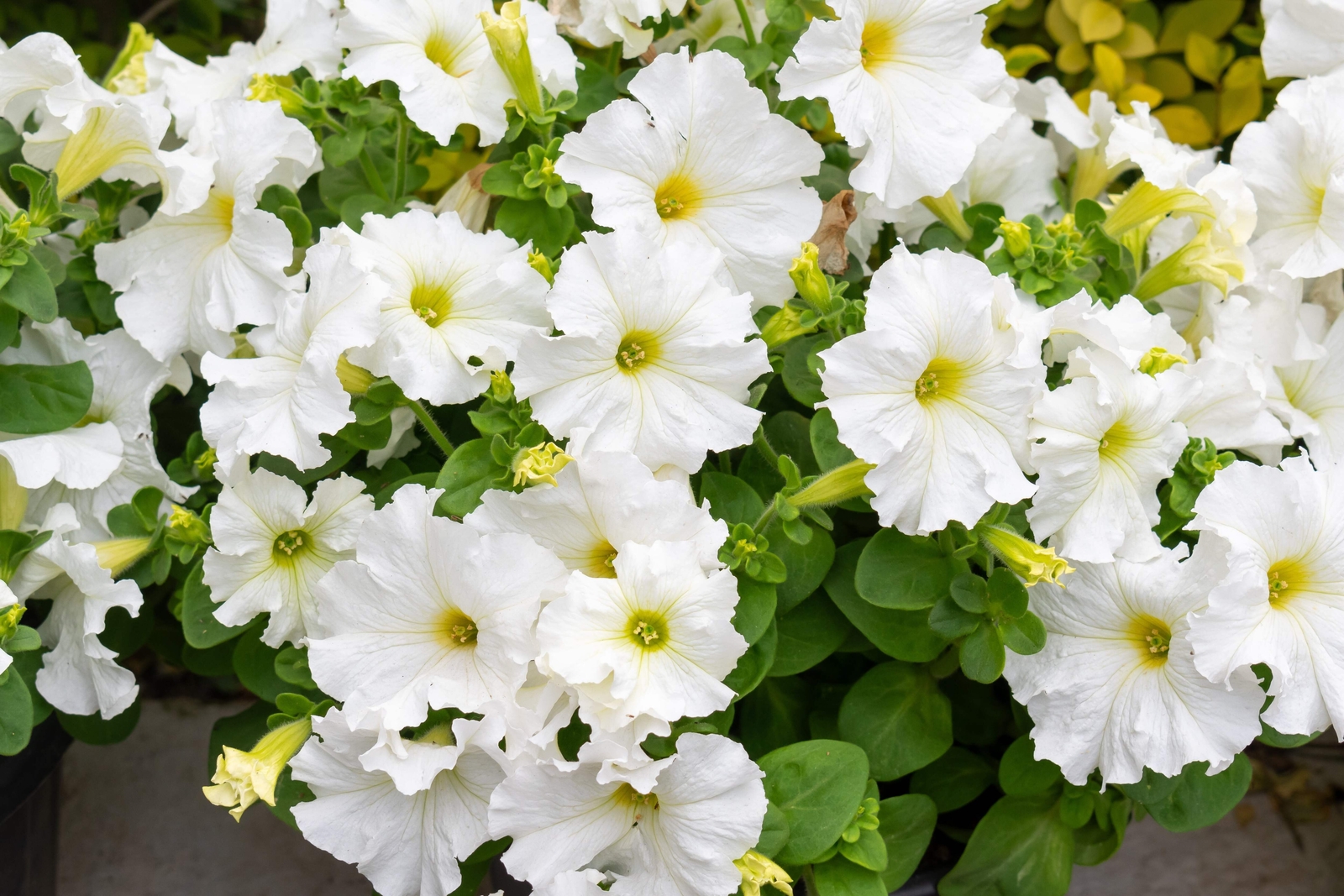 250 MIXED COLORS PETUNIA Red Pink White Purple ++ Flower Seeds *Flat S/H