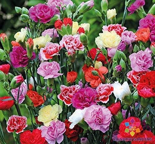 200+ Chianti Mix Carnation Seeds for Garden Planting – USA – FREE SHIPPING!