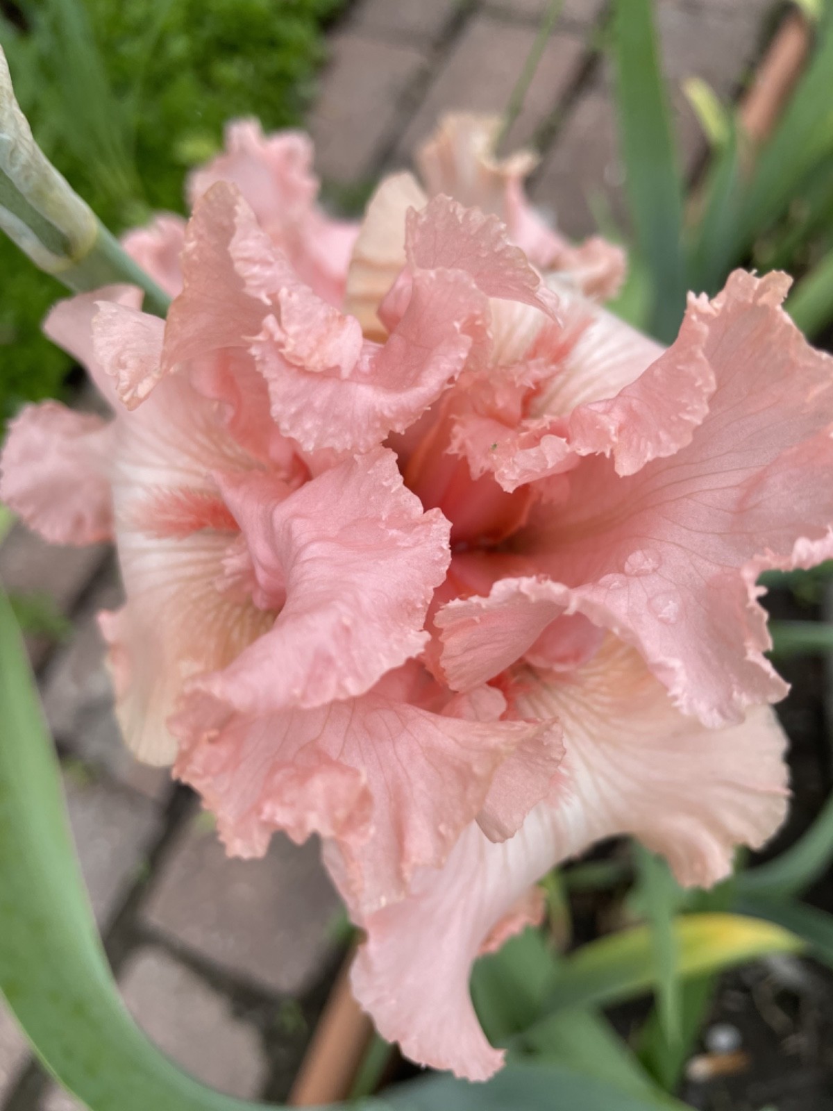15 Hybrid Iris Rhizomes, varieties of Schreiner garden catalog