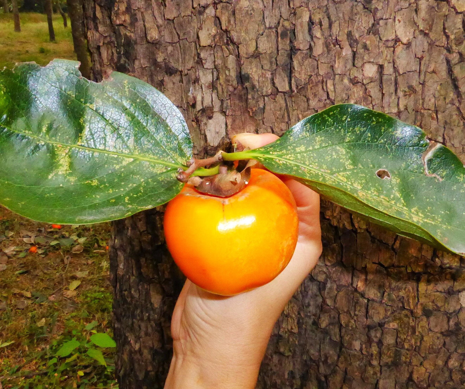 Japanese Persimmon Tree Seeds – For 2026 Planting Diospyros Kaki Fuyu Hachiya