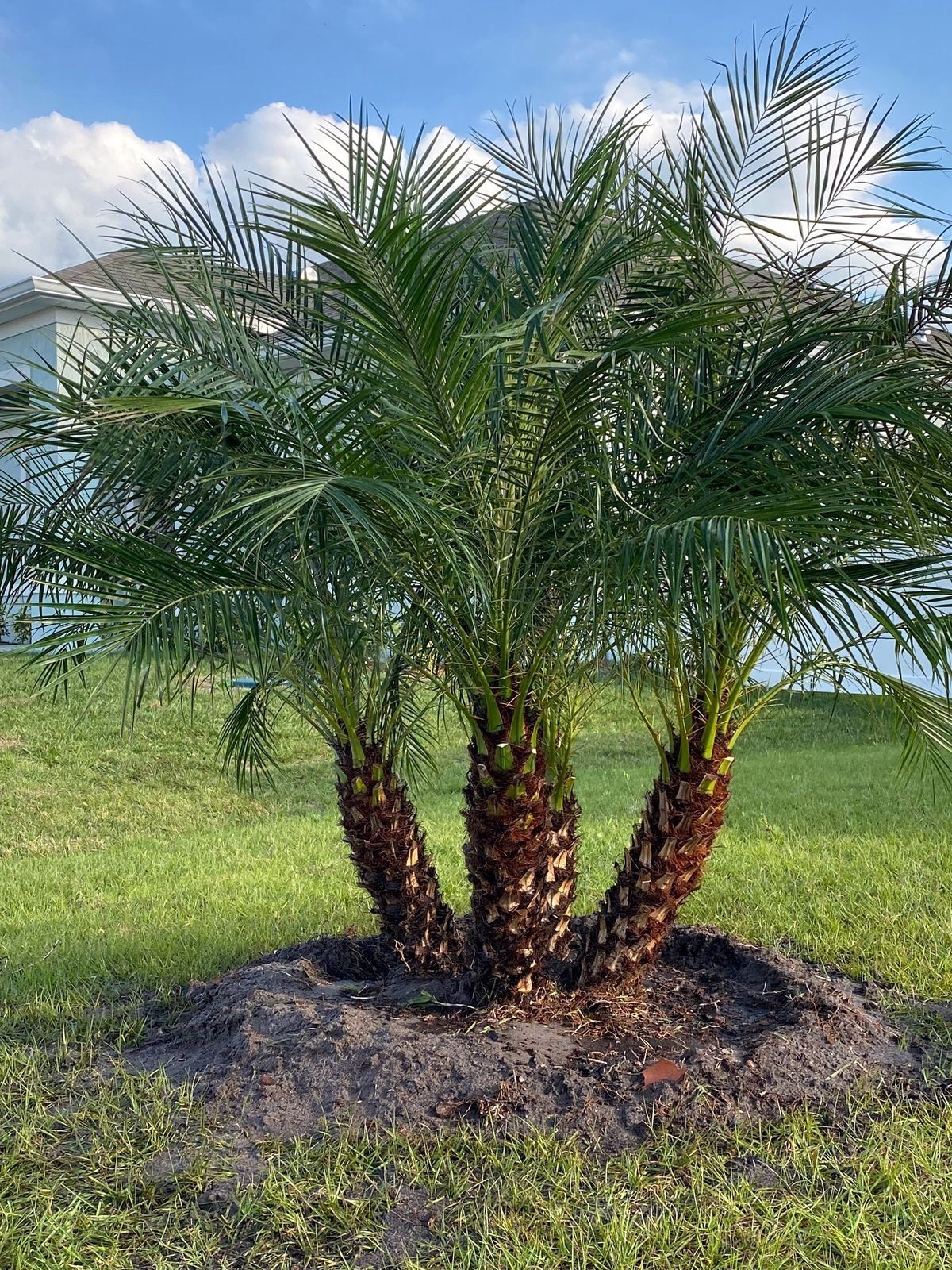 Dwarf Pygmy Date Palm Tree Seeds (Phoenix roebelinii) Great Indoor Houseplant