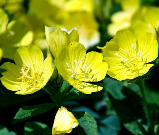 PRIMROSE EVENING Oenothera Lamarckiana – 5,000 Bulk Seeds
