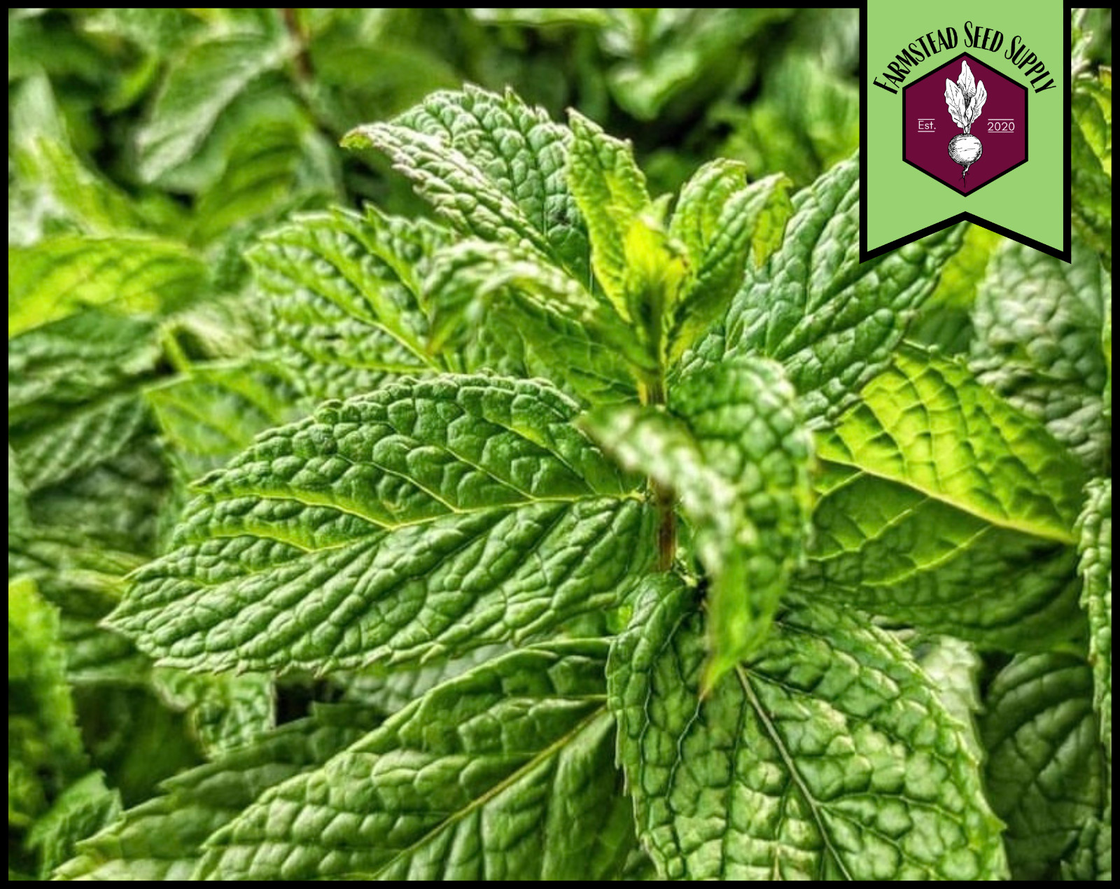 3,000+ Spearmint Seeds | Perennial Container Herb Gardening Seed, Mentha spicata