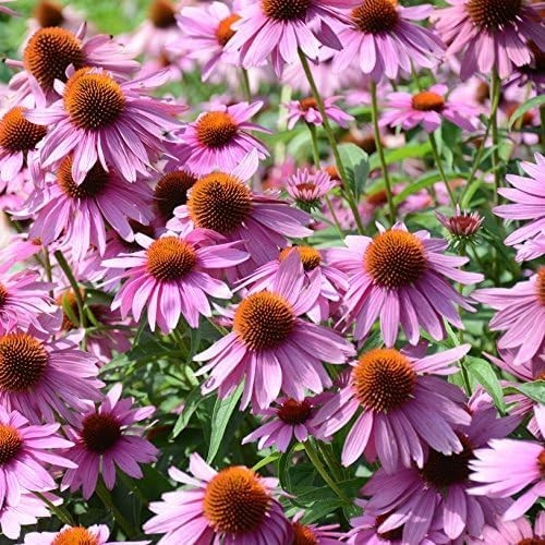 Heirloom Purple Echinacea Seeds – Pollinator-Friendly