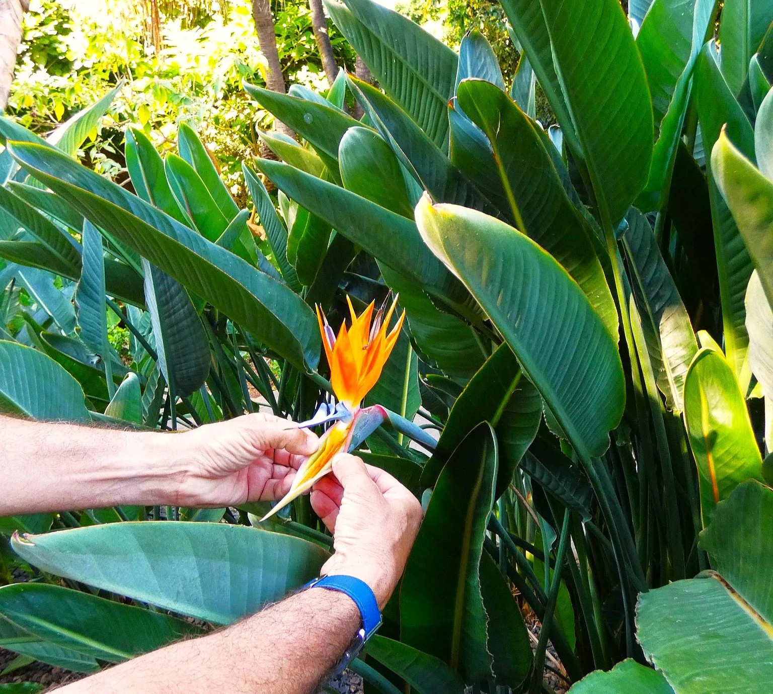 Birds of Paradise Seeds – For 2025 Planting Strelitzia Reginae Orange Blue