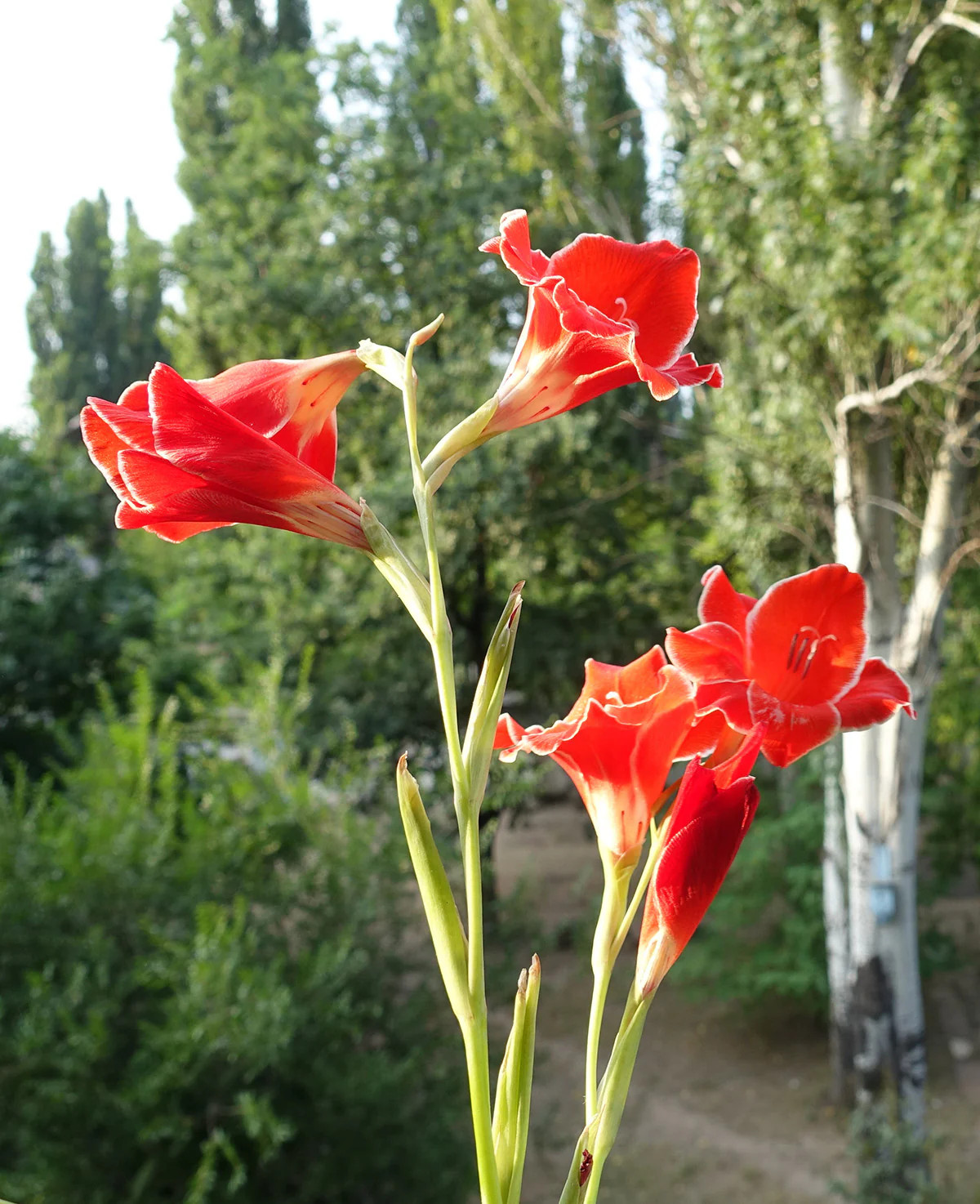 Atom Hardy Gladiolus – 5 bulbs