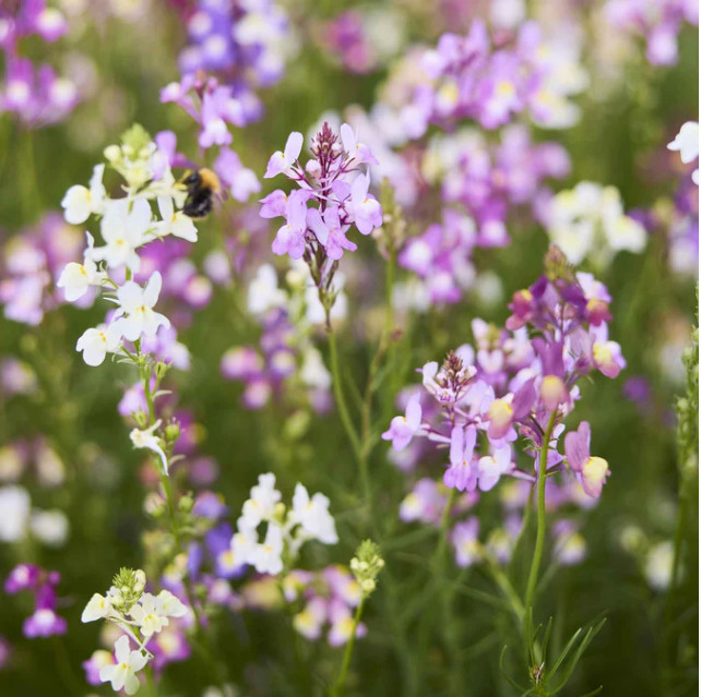 Toadflax SPURRED SNAPDRAGON Easy Grow Pollinator Cut Flowers Non-GMO 1000 Seeds!