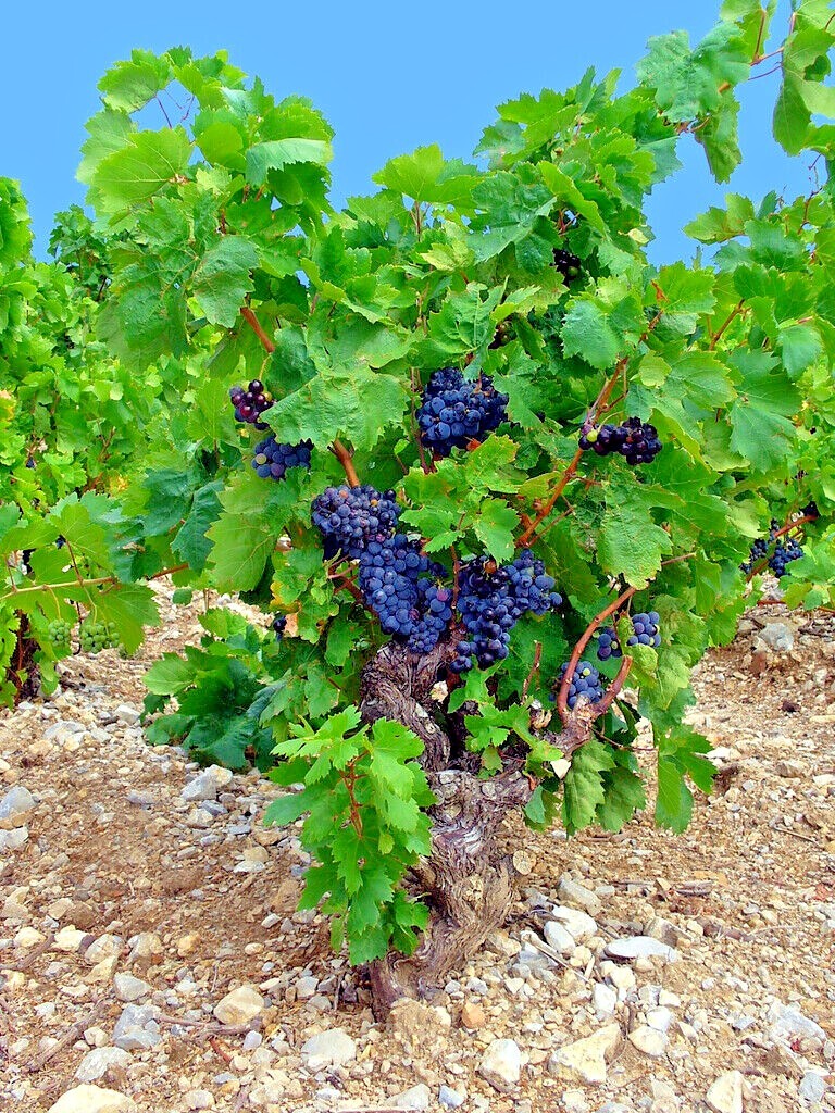20 WINE GRAPE SEEDS (Vitis vinifera) Vine Tree Fast Hardy Garden Fruit Plant