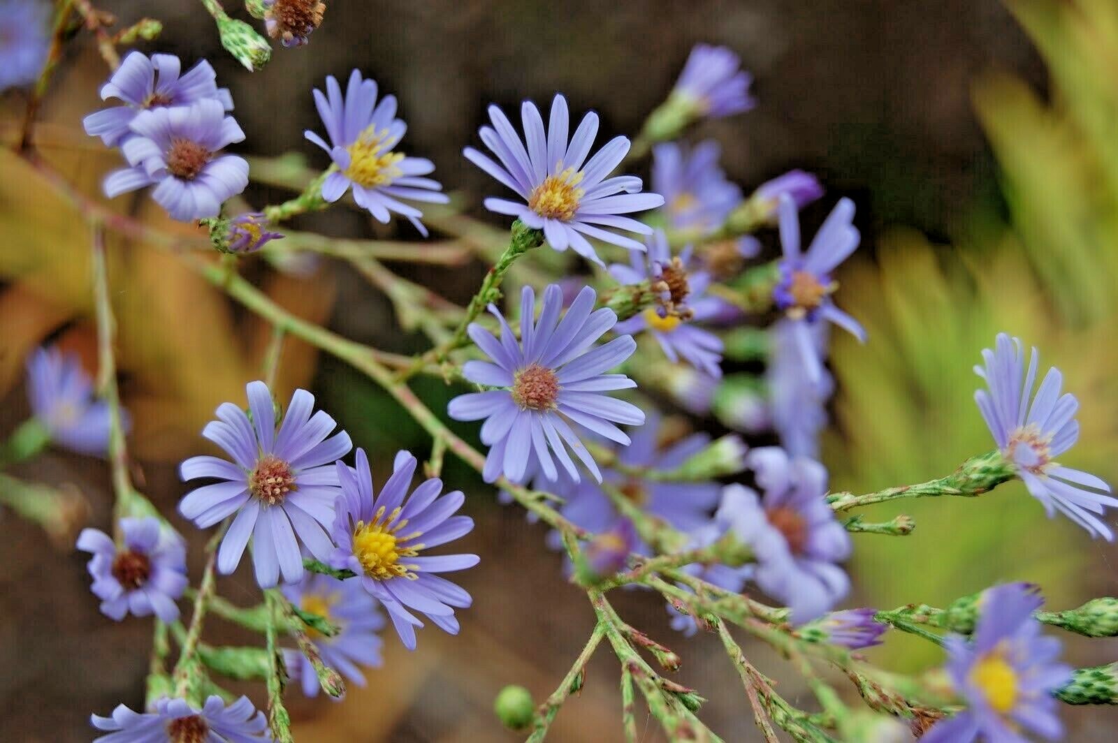 101+SMOOTH BLUE ASTER Seed Perennial Native Wildflower Summer Fall Flower Garden