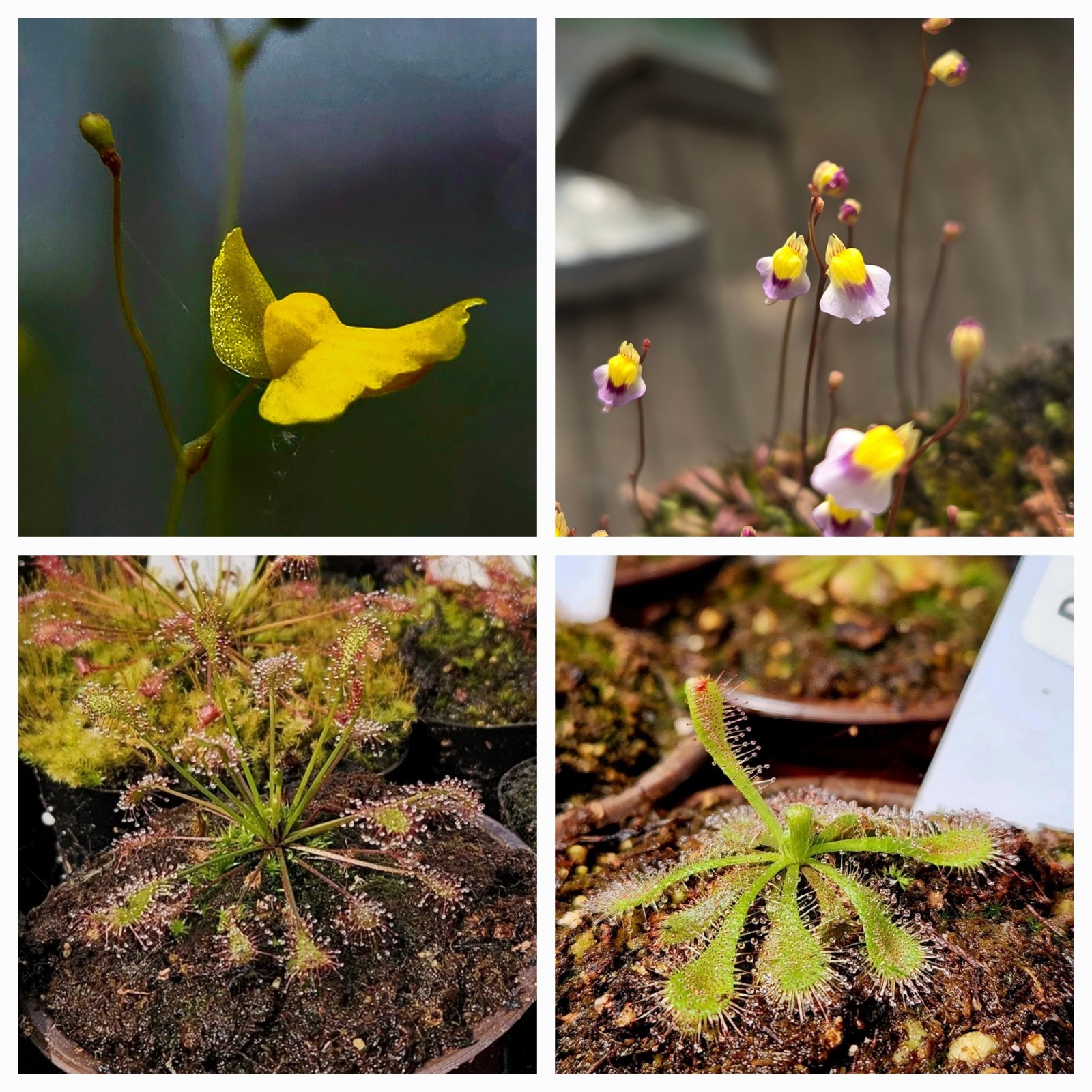 CARNIVOROUS PLANT 4 PACK- LIVE- USI (Sundews And Bladderworts)