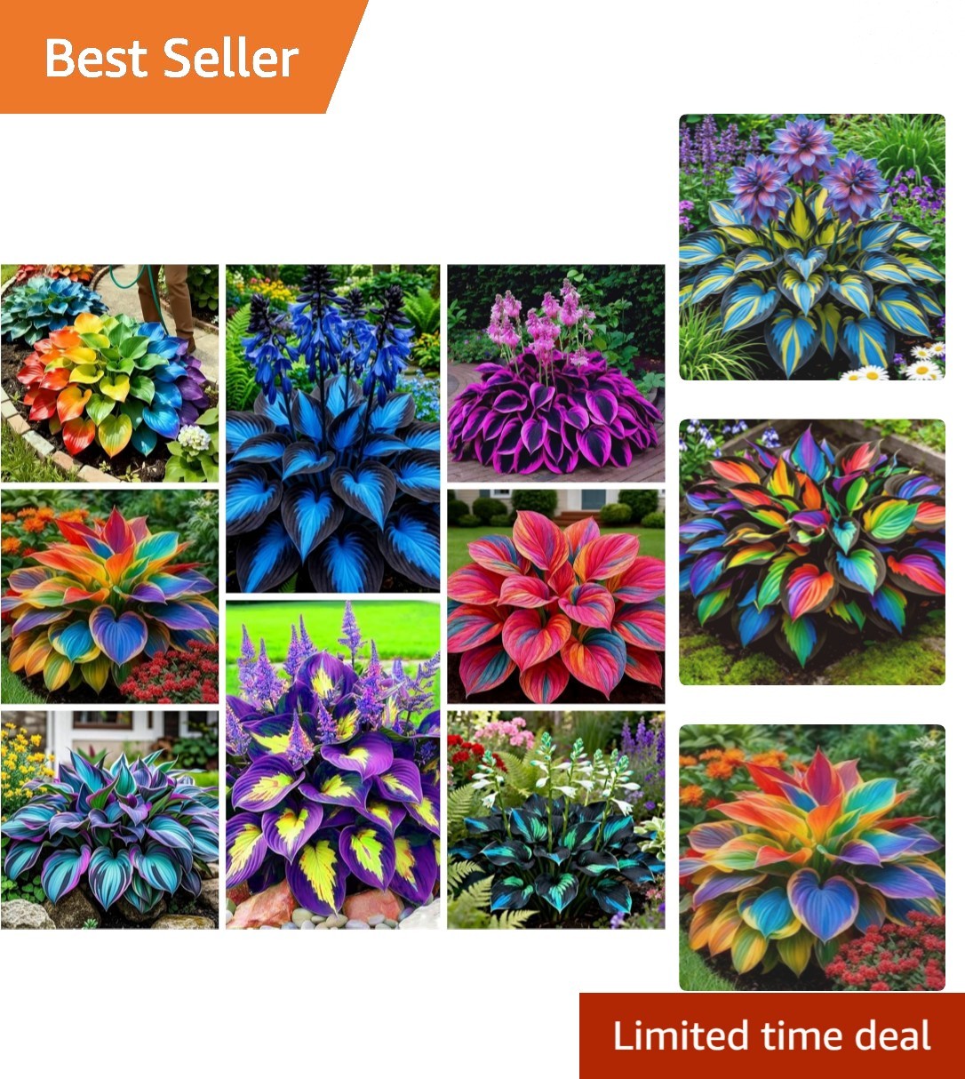 290+ Perennial Hosta Seeds – Vibrant Foliage for Attracting Pollinators
