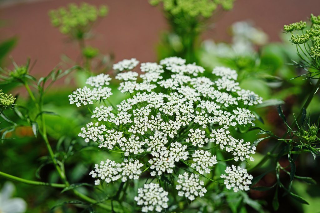500+ Bishops Flower | False Queen Anne’s Lace Seeds | Non-GMO