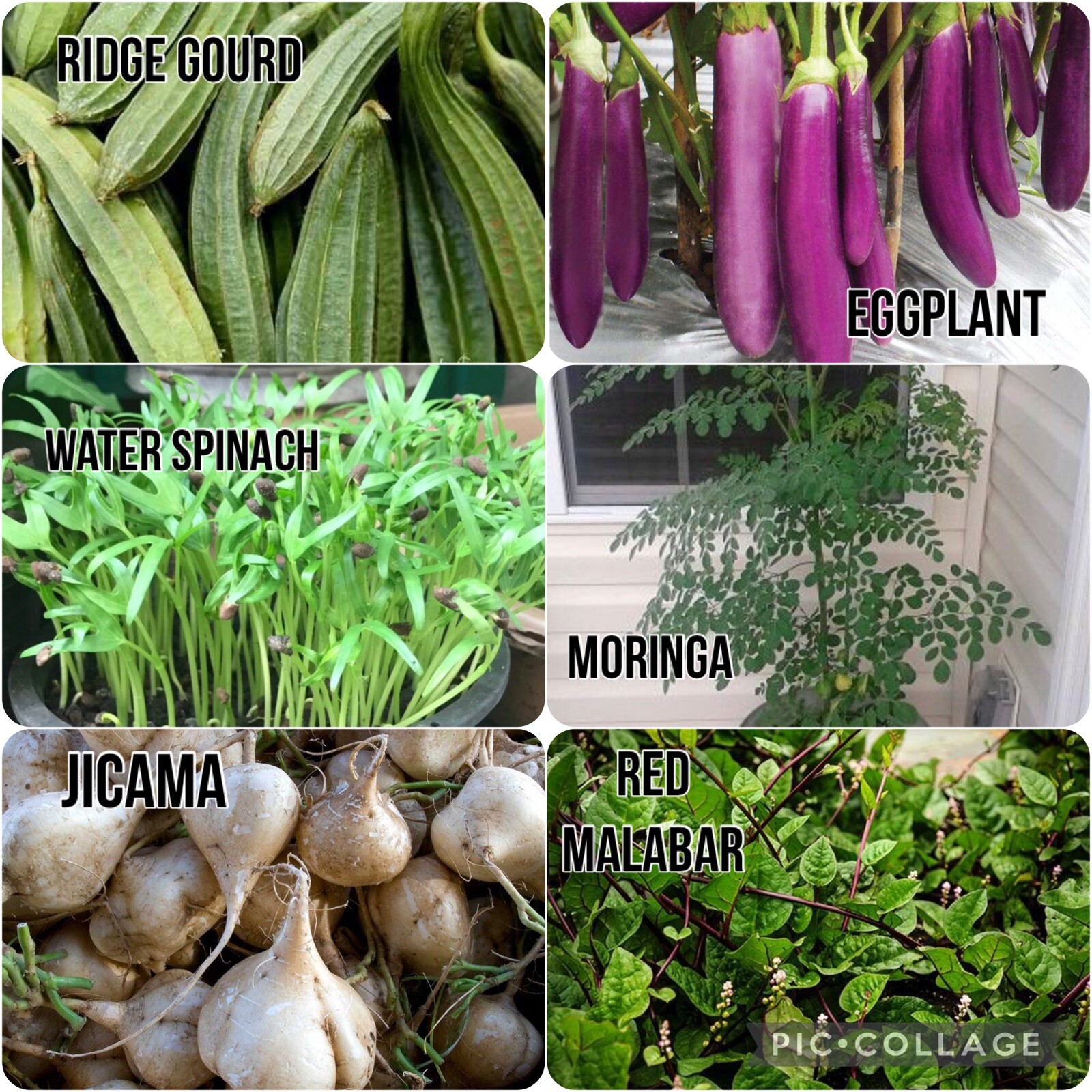 20 Packet of SEEDS + 3 FREE Packet | SEEDS Bundle for Planting | FREE SHIPPING