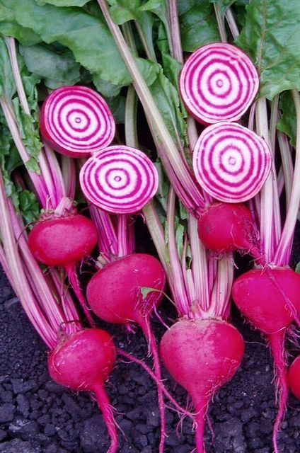 200 Plus Chioggi Beet Seeds-Candy Stripe-Open Pollinated- NON-GMO-Organic.