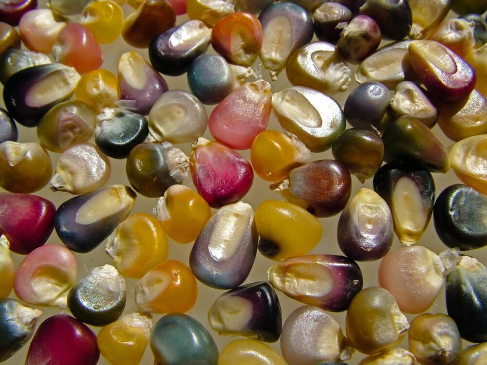 Glass Gem Corn Seeds – 75 Seeds – Beautiful Rainbow Colored Heirloom Corn Seeds