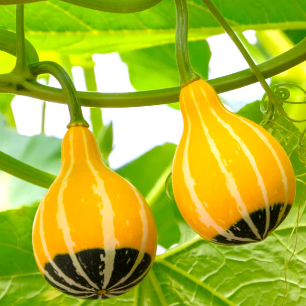 Bicolor Pear Ornamental Gourd Seeds – For 2025 Planting Yellow Green White