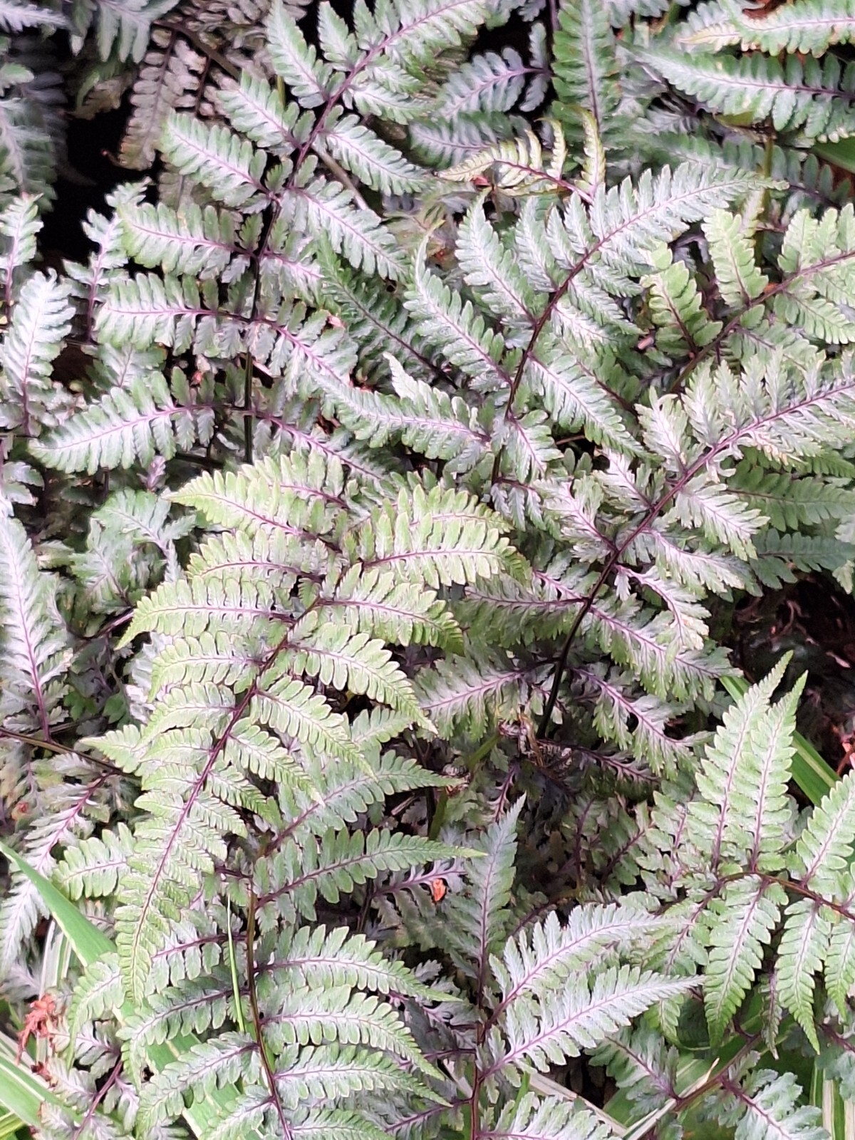 LADY FERN ‘REGAL RED’ 1000 SPORES (SEEDS*) FILIX FEMINA NIPONICUM, COLD HARDY