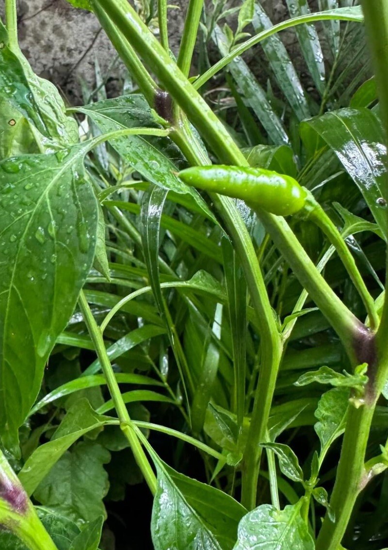 50+ SEEDS Bird’s Eye Chili Pepper SILING LABUYO NON GMO Buy2get1FREE!