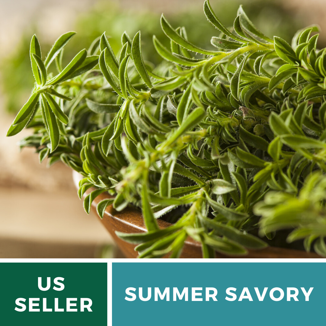 Savory, Summer – 100 Seeds – Culinary & Medicinal Herb (Satureja Hortensis)