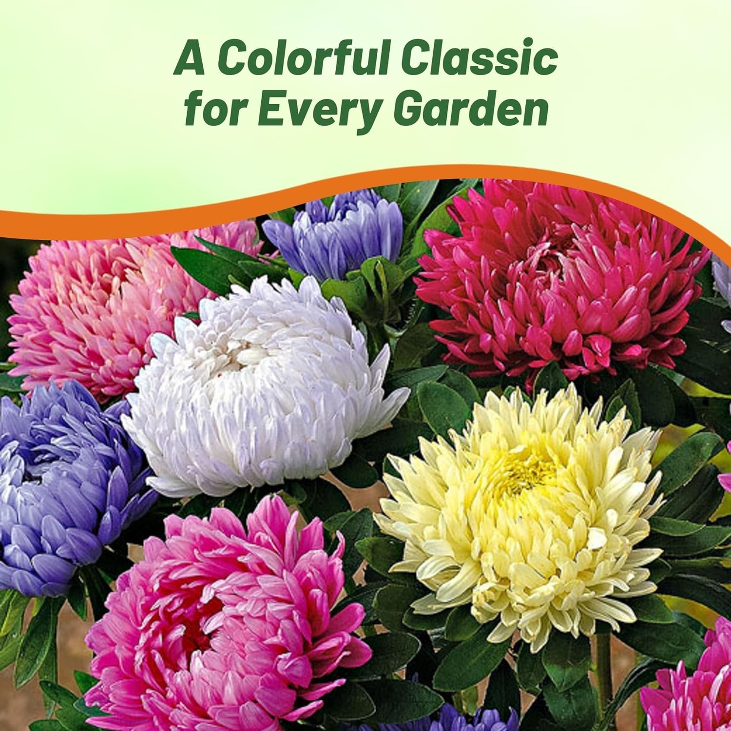 2000 Seeds Paeony Aster Seed Mix For Planting – Aster Callistephus Tall