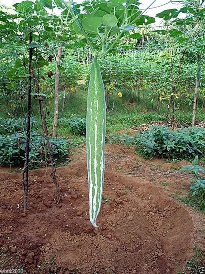 10 Snake Gourd Seeds Chichinda Long Serpent Gourd 8–10 Ft Vegetable