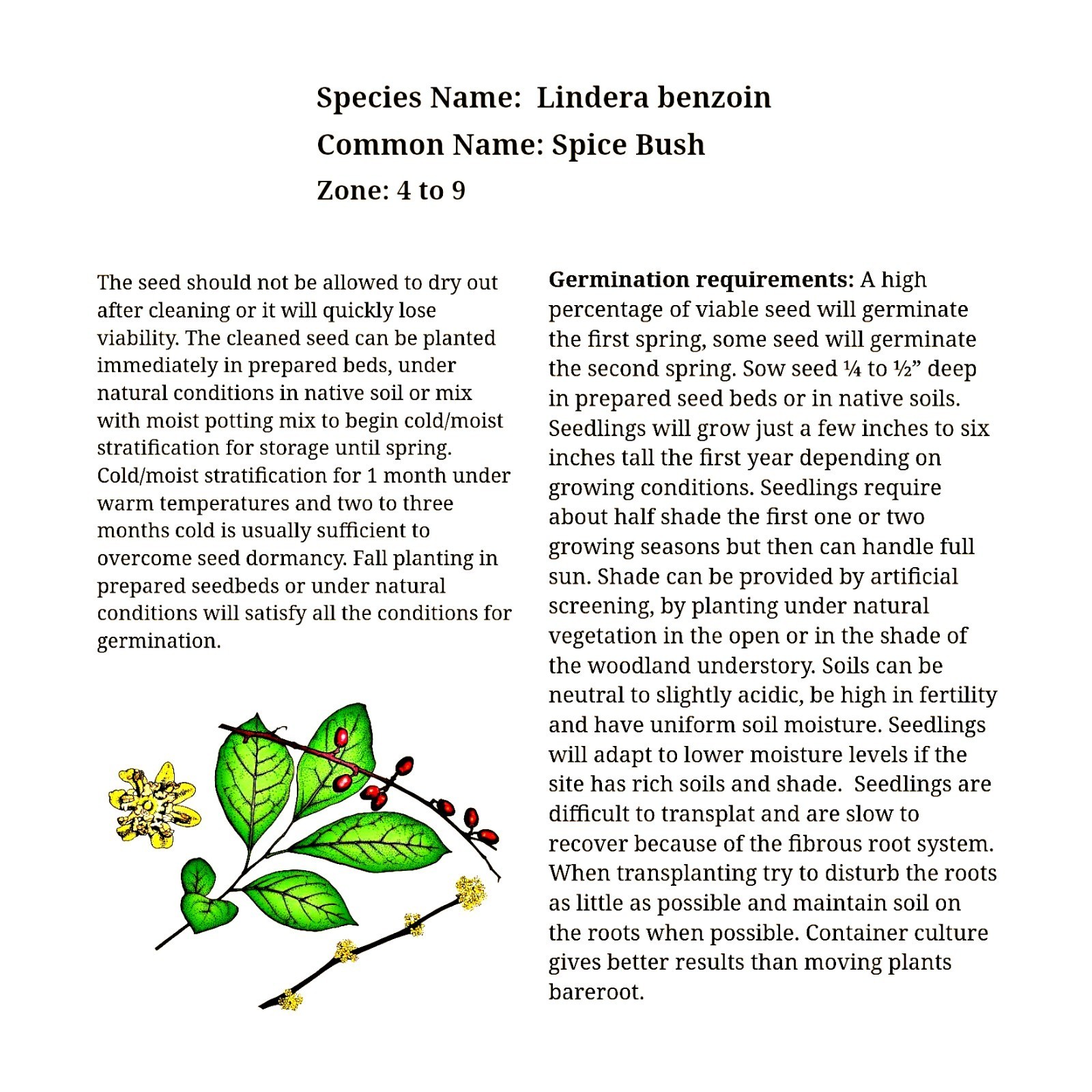 30 Lindera Benzoin Spicebush Seeds-Stratified