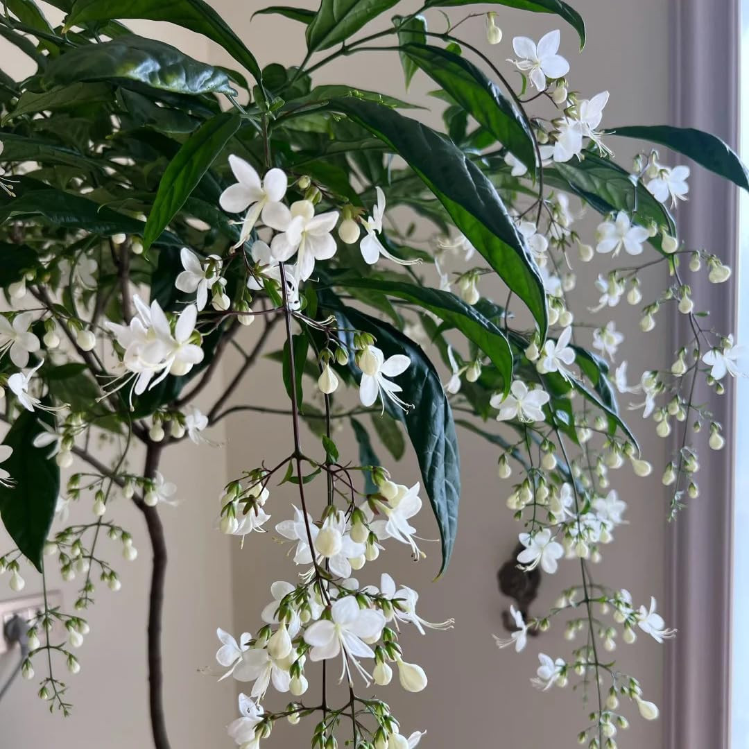 Climbing Jasmine Flower Seeds, 100 Non-Gmo Jasmine Gardenia Seeds, Fragrant Flow