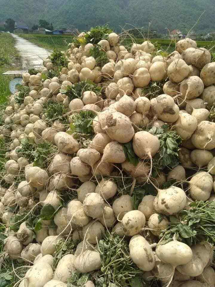 JICAMA SEEDS – HẠT CỦ SẮN, CỦ ĐẬU |NEW SEEDS 2023|