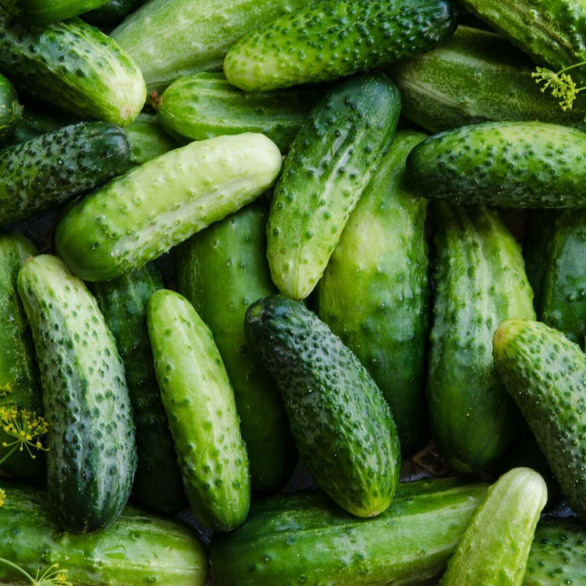 Boston Pickling Cucumber Seeds 100+ Vegetable NON-GMO USA SELLER FREE SHIPPING
