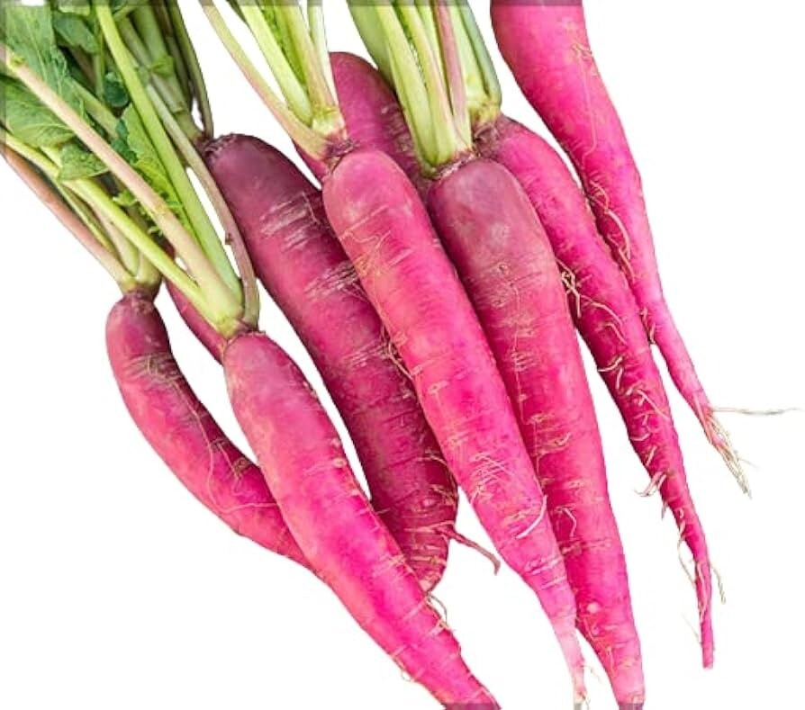 Pink Summercicle Radish Seeds 200 Ct Raphanus Sativus Vegetable NON-GMO USA