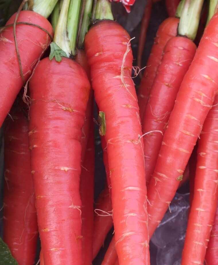 Atomic Red Carrot Seeds, Lycopene, NON-GMO, Variety Sizes, FREE SHIPPING
