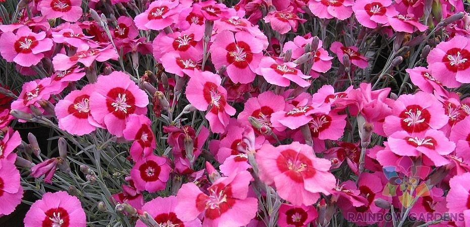 200+ Peppermint Star Carnation Seeds for Garden Planting – USA – FREE SHIPPING!