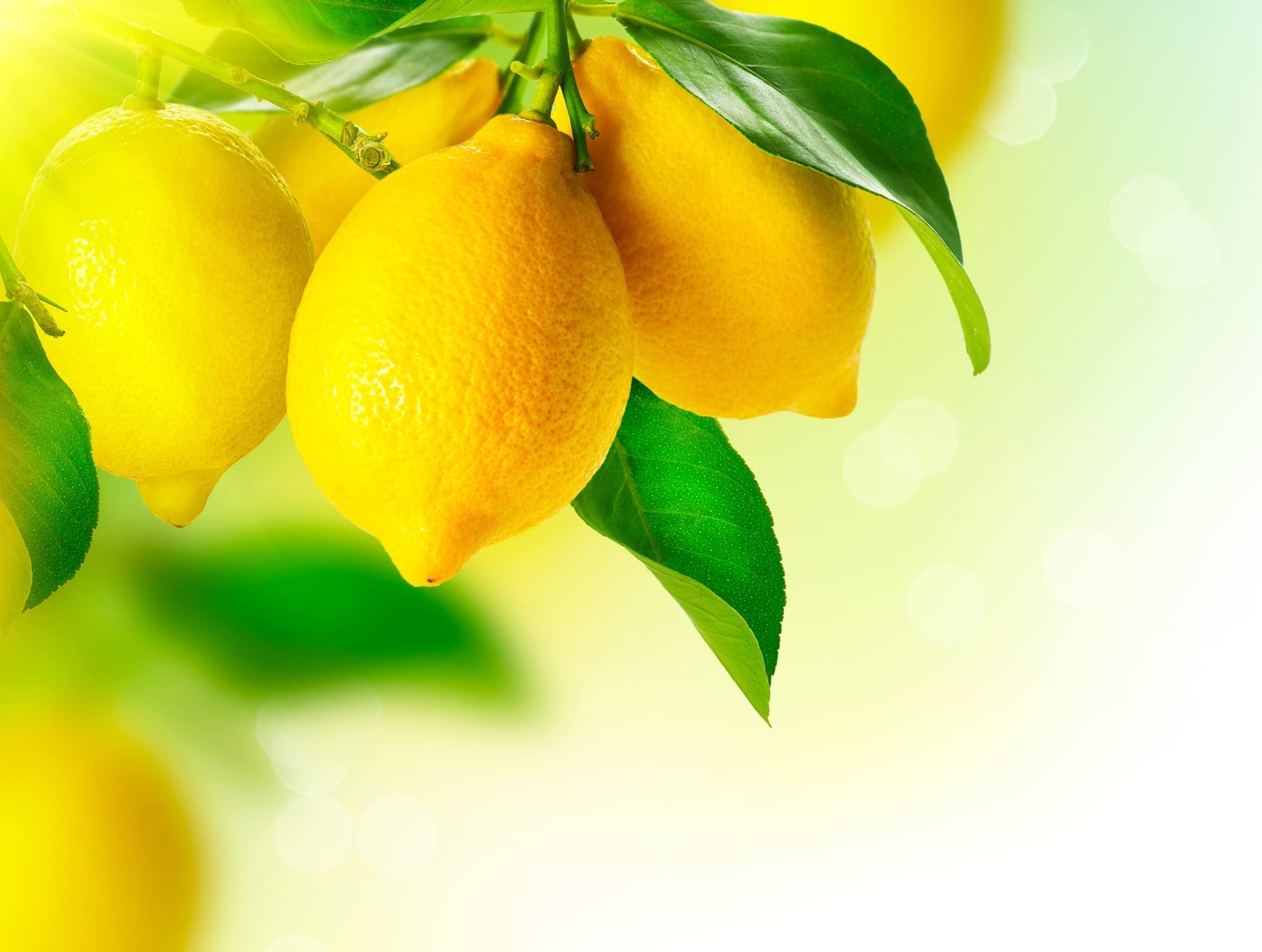Dwarf Lemon Bonsai Tree Seeds for Planting – 30+ Seeds – Ships from Iowa, USA