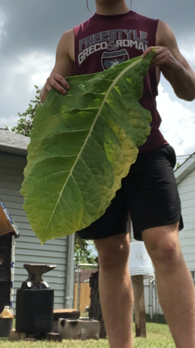 HUGE LEAF Golden Burley – Heirloom Tobacco Seeds – 1000 Seeds + 500 FREE SEEDS!