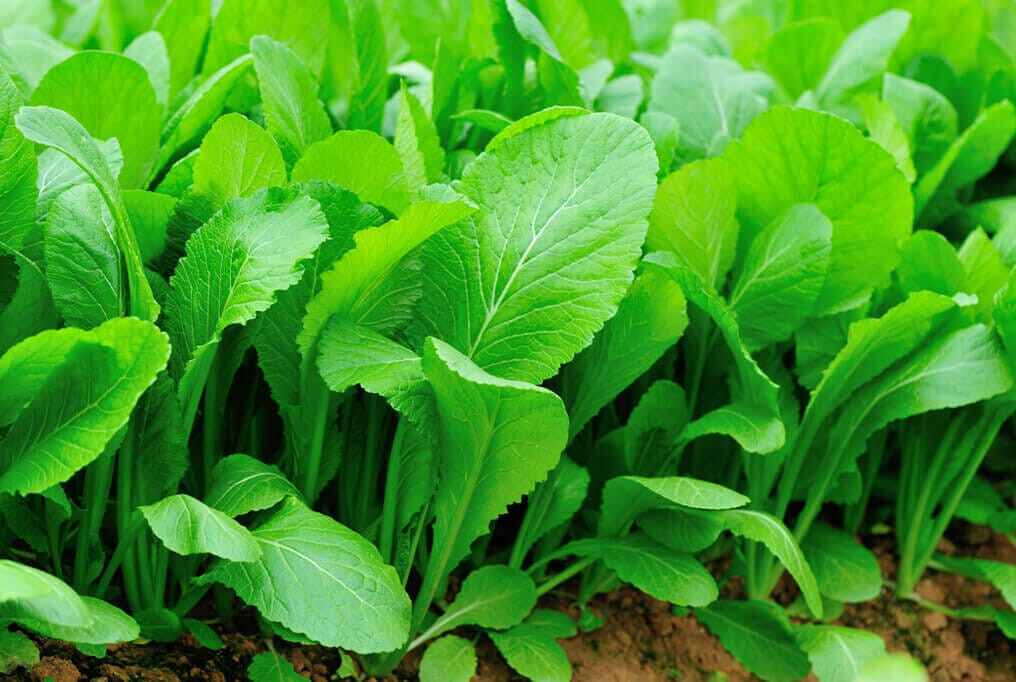 Florida Broadleaf Mustard Green seeds (200) / ORGANIC / FLORIDA GROWN