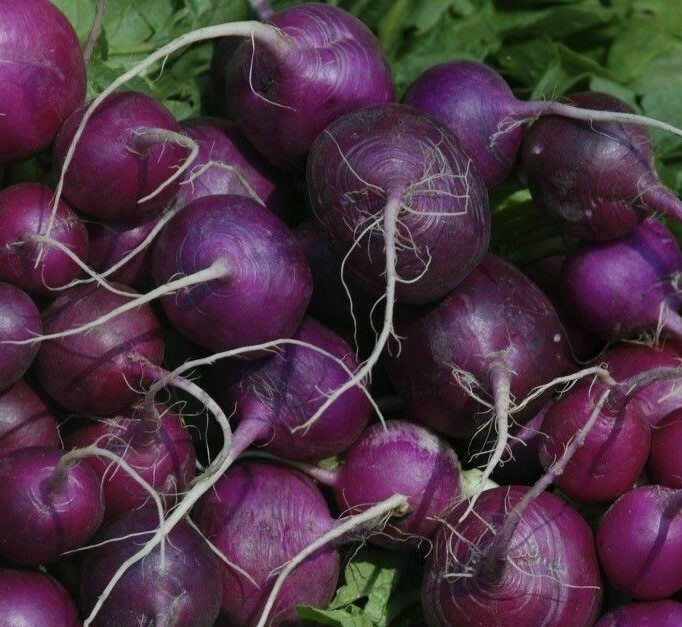 RADISH SEEDS PURPLE PLUM 200+ garden VEGETABLES culinary COOKING FREE SHIPPING