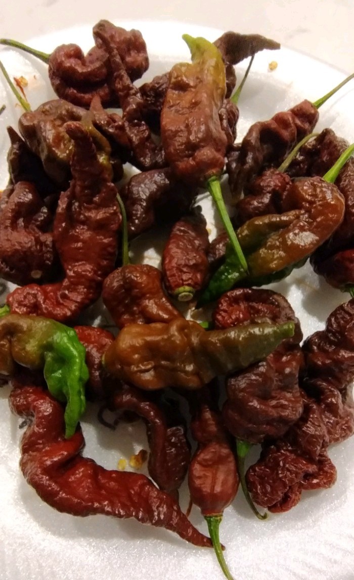 Chocolate Primotalli (20 Seeds) Super Hot, Free Shipping