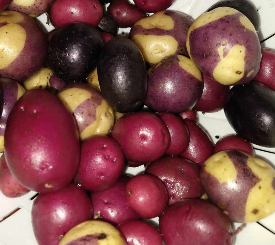 Potato Seed Tuber Mix 2 lb Purple Red Yellow Yukon Russet Organic Seeds Potatoes
