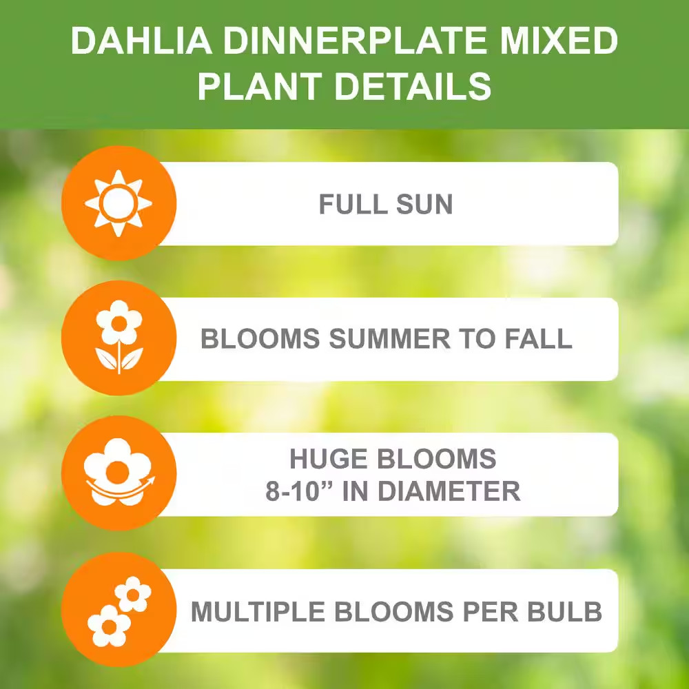 Dahlia Dinnerplate Mixed Live Flower Tubers (Bag of 4)