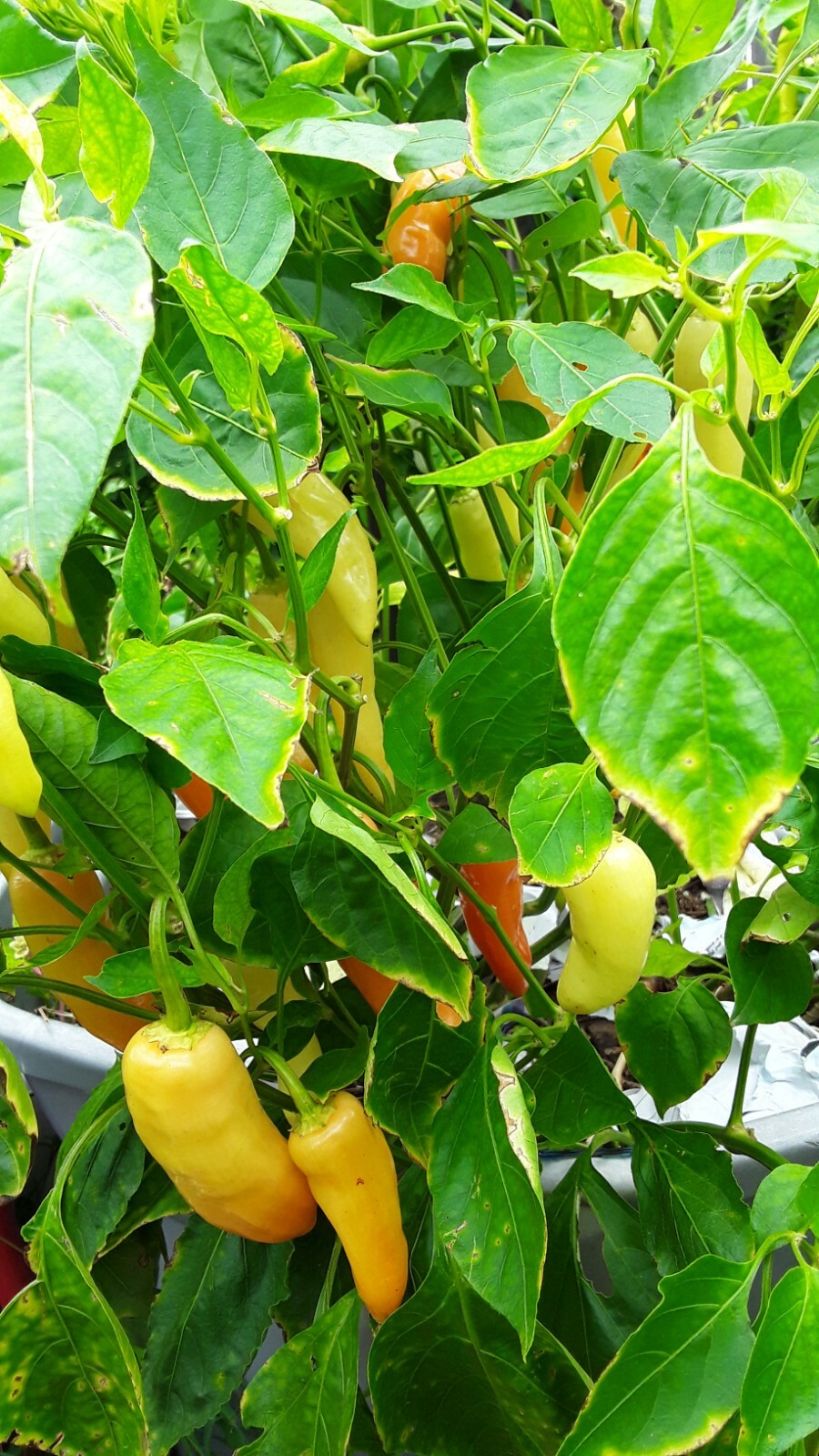 75+ Fushimi Pepper Seeds Authentic Asian Togarashi Prolific Heirloom NON-GMO