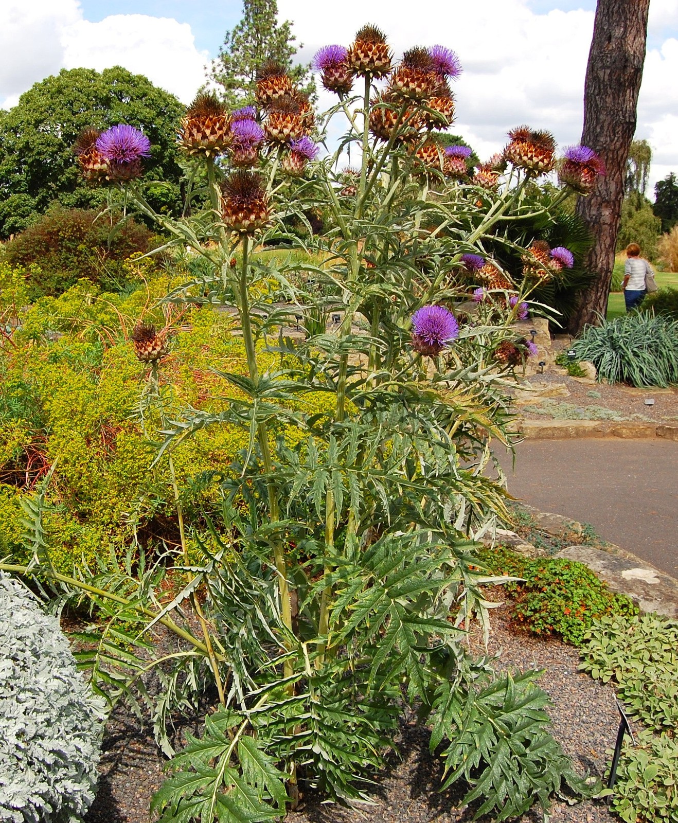 Cardoon Seeds | Cardoni Cardone Cynara Thistle Artichoke Perennial Seed 2024
