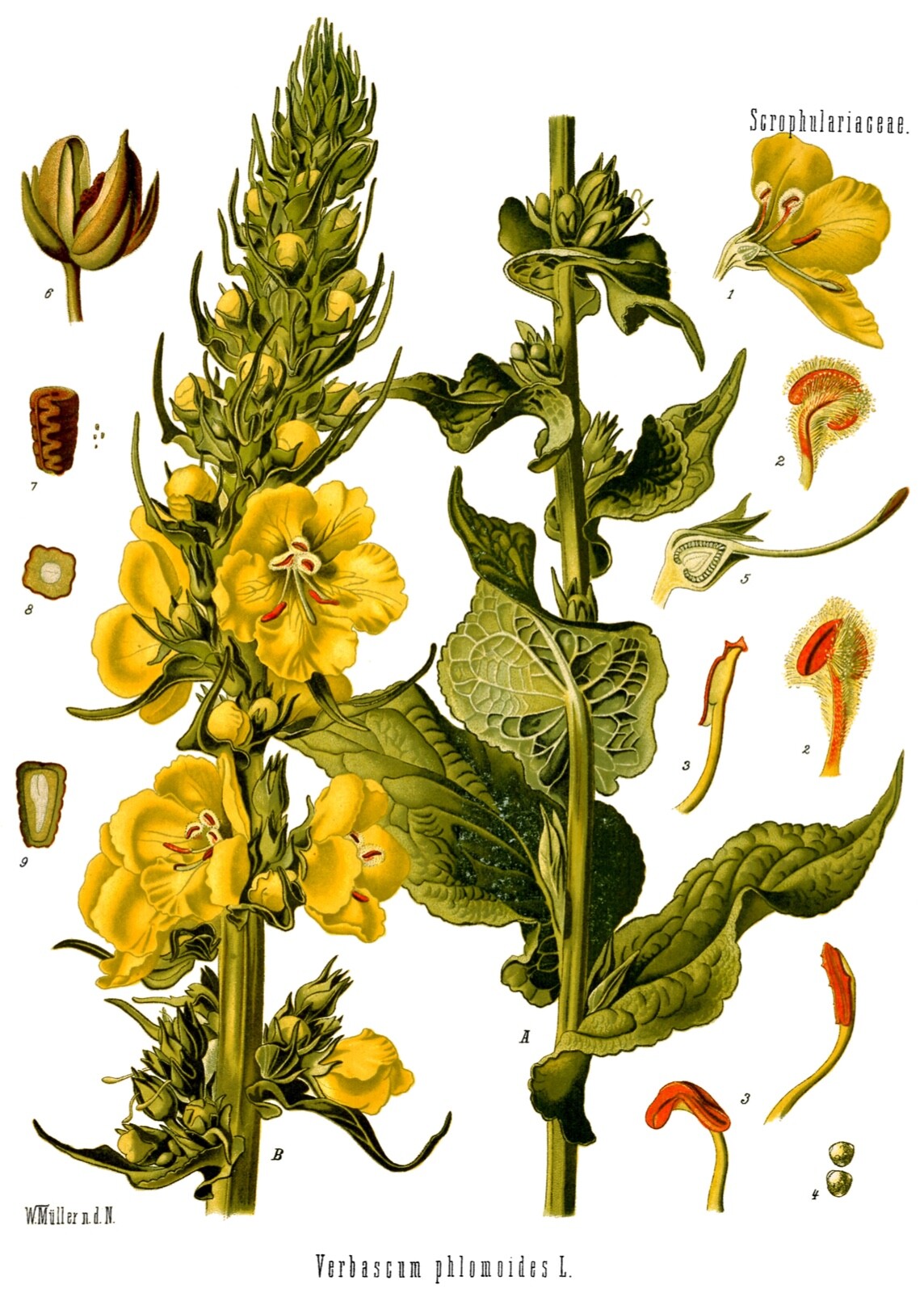 Mullein SEEDS (Verbascum Thapsus) FREE SHIPPING Medicinal Dried Herb USA