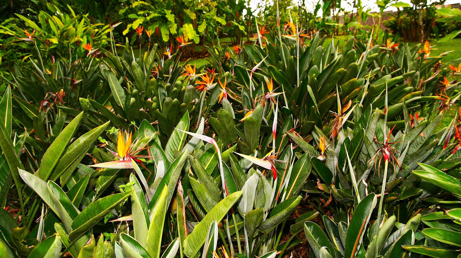 Birds of Paradise Seeds – For 2025 Planting Strelitzia Reginae Orange Blue