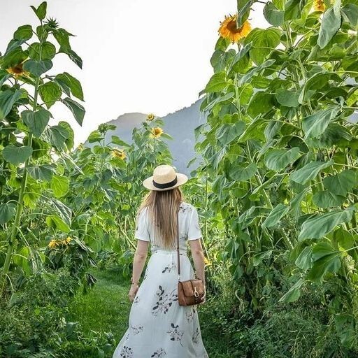 50pcs Mammoth Grey Stripe Sunflower Seeds Huge Blooms on 8-12 ft