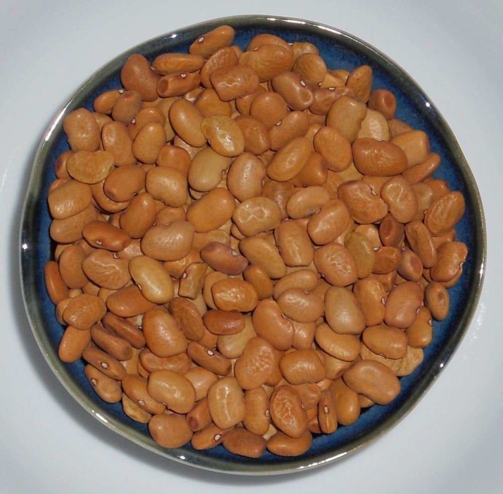 10 Rare Brown Tepary Bean Seeds