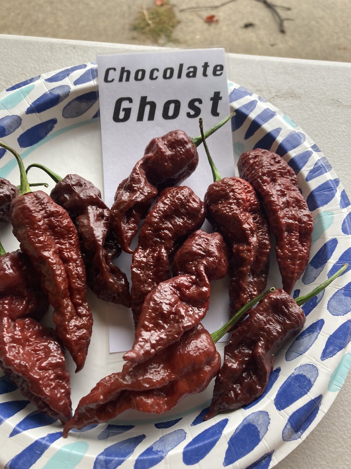 Chocolate Ghost Pepper Seeds 15+ Per Pack