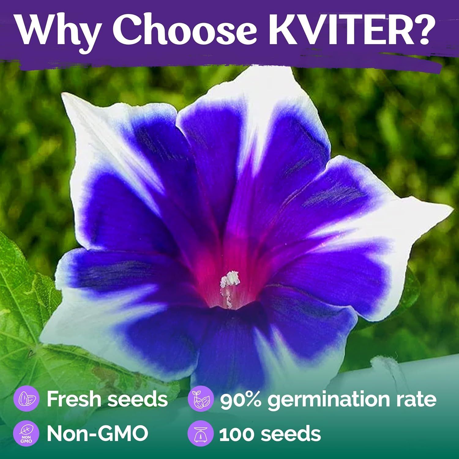 100Pcs/Pack Morning Glory Seeds Beautiful Perennial Flowers Seeds for Garden Qc�