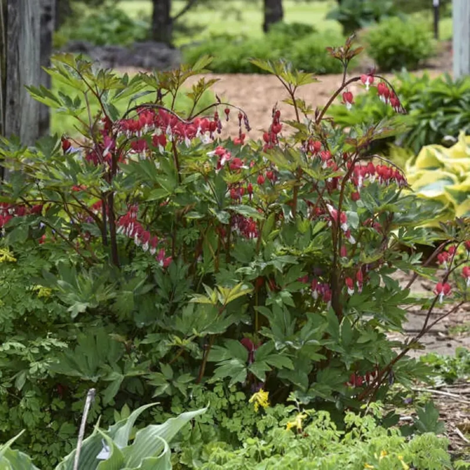 25 Maroon Bleeding Heart Seeds Dicentra Spectabilis Flowers Seed Flower US SELL
