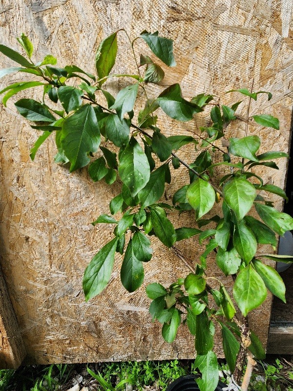 Mature Japenese Howard’s Miracle Plum Tree Large 28” Tall Airlayed 2 Yrs Old