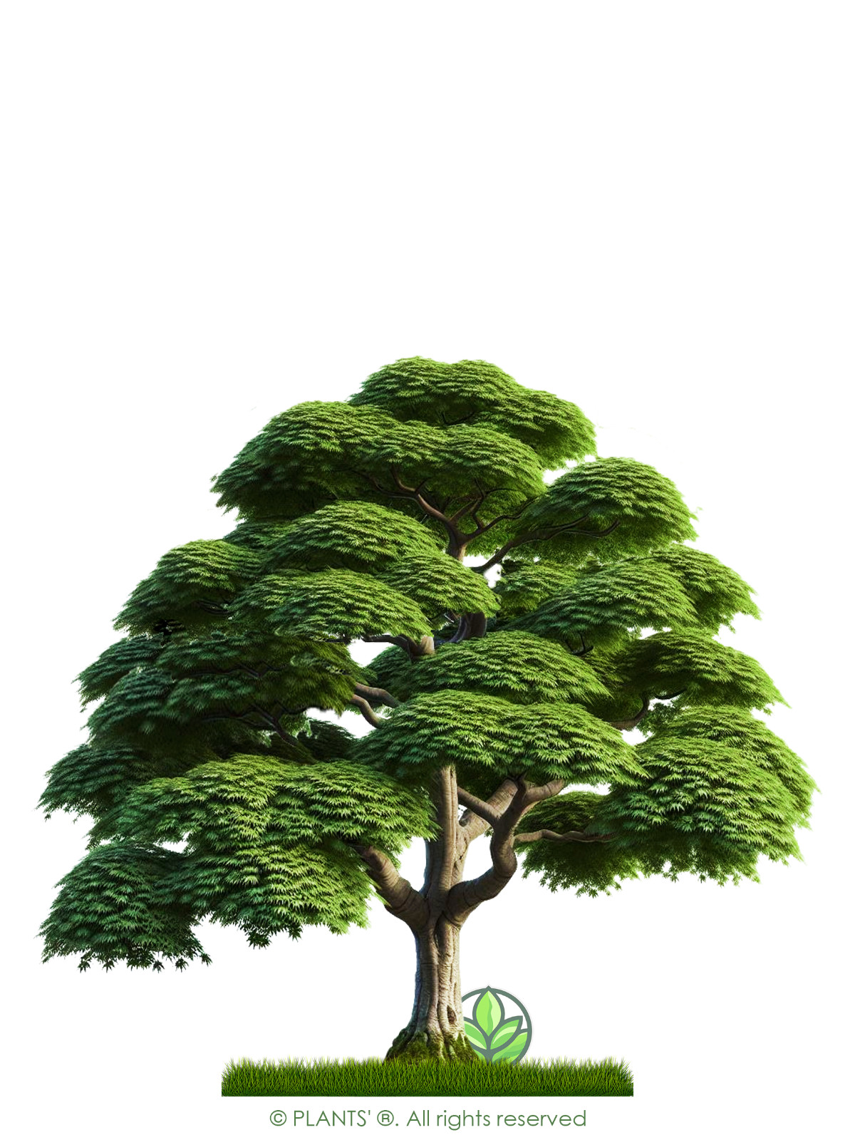 Trident Maple Tree | Premium Seeds | Acer buergerianum ‘Summer’ | Plants’®